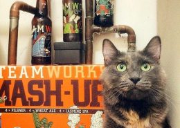 Vanouver Brewery Tours Inc. -Cats at Steamworks Brewing