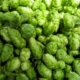 Fresh Hops - Vancouver Brewery Tours