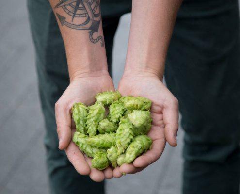 Vancouver Brewery Tours Inc -Fresh Hops at Postmark Brewing