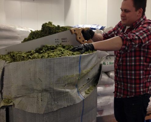 Vancouver Brewery Tours Inc. - Hops Cutting at Big Rock Urban