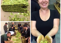 Vancouver Brewery Tours Inc. - Hops Rubbing at Callister Brewing