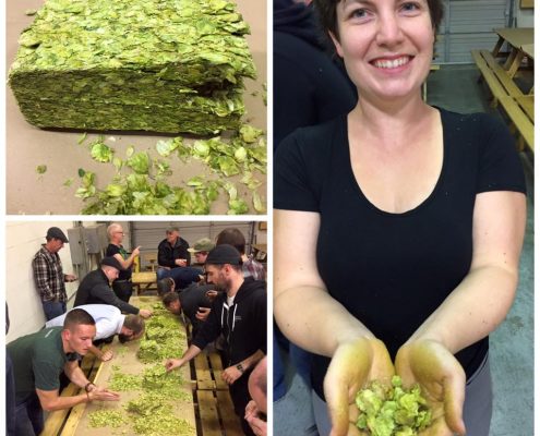 Vancouver Brewery Tours Inc. - Hops Rubbing at Callister Brewing