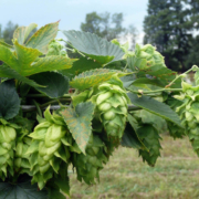 Fresh Hops on the vine - Vancouver Craft Beer