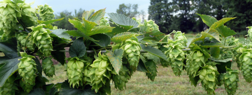 Fresh Hops on the vine - Vancouver Craft Beer